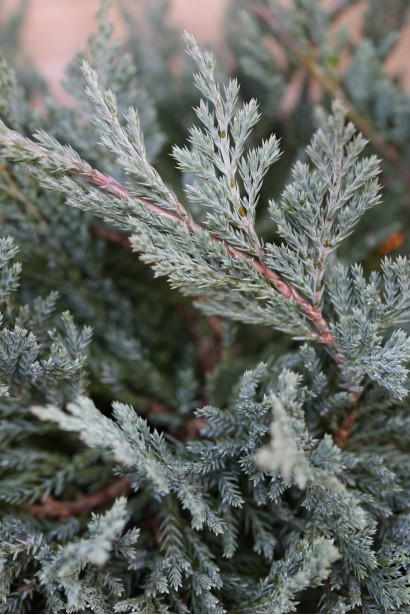 Ялівець горизонтальний Блю Чіп на штамбі коротка голчаста щільна хвоя